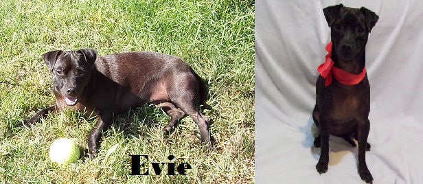 Evie